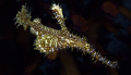   Harlequin Ghost Pipefish. Dinahs beach Milne Bay PNG. D70 Aquatica Housing 60mm lens twin strobes. Pipefish PNG D-70, D70, 70, strobes  